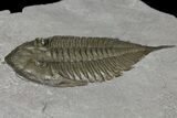 Dalmanites Trilobite Fossil - New York #163585-2